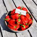 Chili Jamaican Hot Red- Capsicum chinense - Samen