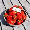 Chili Jamaican Hot Red- Capsicum chinense - Samen