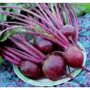 Rande, Rote Bete Detroit Dark Red - Beta vulgaris var....