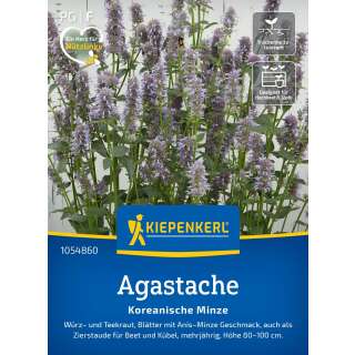 Agastache, Koreanische Minze Seoul - Agastache rugosa -...