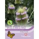 Wilde Karde - Dipsacus sylvestris syn. fullonum - Samen