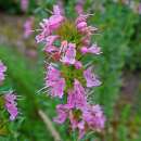 Ysop, rosablühend - Hyssopus officinalis Roseus - Samen