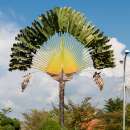 Baum der Reisenden - Ravenala madagascariensis - Samen