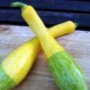 Zucchetti, Zucchini Zephyr F1 - Cucurbita pepo - Samen