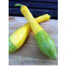 Zucchetti, Zucchini Zephyr F1 - Cucurbita pepo - Samen