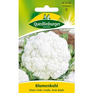 Blumenkohl Erfurter Zwerg - Brassica oleracea var....
