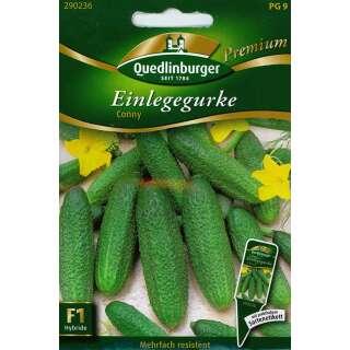 Gurke, Einlegegurke Conny F1 - Cucumis sativus - Samen