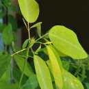 Telegraphenpflanze - Codariocalyx motorius (Syn. Desmodium gyrans) - Samen