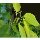 Telegraphenpflanze - Codariocalyx motorius (Syn. Desmodium gyrans) - Samen