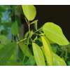 Telegraphenpflanze - Codariocalyx motorius (Syn. Desmodium gyrans) - Samen