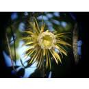 Königin der Nacht, Kaktus - Selenicereus grandiflorus - Samen