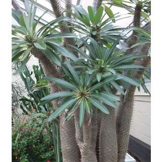 Madagaskar-Palme, Dickfuss - Pachypodium lamerei - Samen