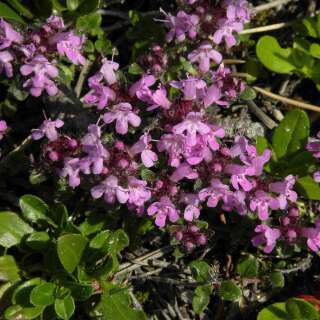 Arznei-Thymian, Feldthymian - Thymus pulegioides - Samen