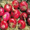 Zwiebel Red Wethersfield - Allium cepa - Samen