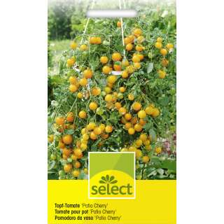 Topf Tomate Patio Cherry gelb - Lycopersicon esculentum -...