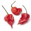 Chili TRINIDAD SCORPION - Capsicum chinense - Samen