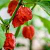 Chili TRINIDAD SCORPION - Capsicum chinense - Samen