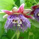 Maracuja, Riesengrenadilla - Passiflora quadrangularis -...