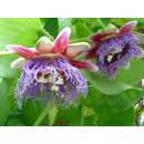 Maracuja, Riesengrenadilla - Passiflora quadrangularis -...