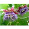 Maracuja, Riesengrenadilla - Passiflora quadrangularis - Samen