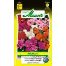 Fleissiges Lieschen Baby F1 - Impatiens walleriana - Samen