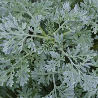 Wermut - Artemisia absinthium - Samen