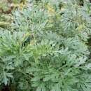Wermut - Artemisia absinthium - Samen