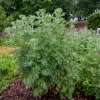 Wermut - Artemisia absinthium - Samen