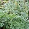 Wermut - Artemisia absinthium - Samen