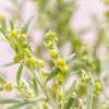 Wermut - Artemisia absinthium - Samen