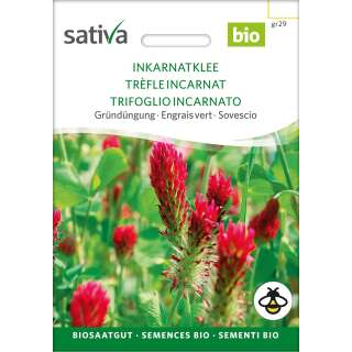 Gründüngung Inkarnat-Klee - Trifolium incarnatum var. sativum  - BIOSAMEN