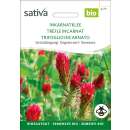 Gründüngung Inkarnat-Klee - Trifolium incarnatum var. sativum  - BIOSAMEN