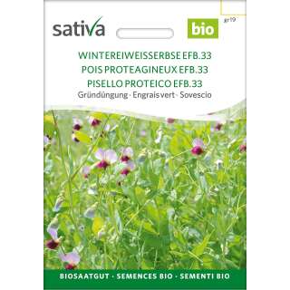 Gründüngung Winter-Eiweisserbsen EFB 33 - Pisum...
