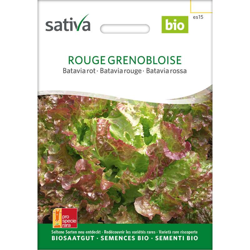 Batavia rot Rouge de Grenoble - Lactuca sativa-- BIOSAMEN