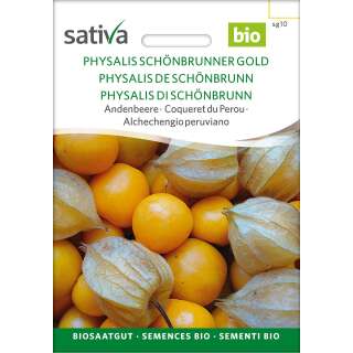 Kapstachelbeere, Andenbeere Schönbrunner Gold - Physalis peruviana  - BIOSAMEN