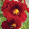 Kapuzinerkresse Crimson Emperor - Tropaeolum majus - Samen