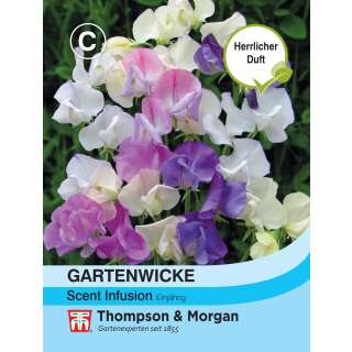 Wicke, Gartenwicke Scent Infusion- Lathyrus odoratus - Samen