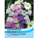 Wicke, Gartenwicke Scent Infusion- Lathyrus odoratus - Samen