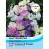 Wicke, Gartenwicke Scent Infusion- Lathyrus odoratus - Samen