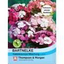 Bartnelke Kaleidoscope Mischung - Dianthus barbatus - Samen