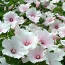 Bechermalve Dwarf White Rose Stripe - Lavatera trimestris...