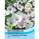 Bechermalve Dwarf White Rose Stripe - Lavatera trimestris...