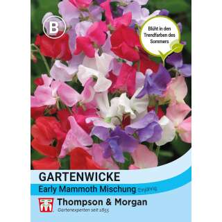 Wicke, Gartenwicke Early Mammoth Mischung - Lathyrus odoratus - Samen