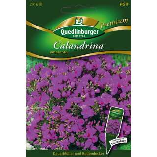 Calandrina Amaranth Calandrinia grandiflora - Samen