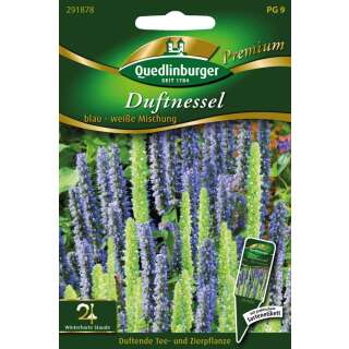 Duftnessel blau - weisse Mischung - Agastache foeniculum...