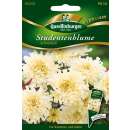 Studentenblume Schneeball - Tagetes erecta nana - Samen