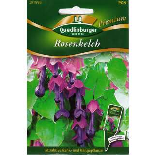 Rosenkleid, Rosenkelch - Rhodochiton atrosanguineus - Samen
