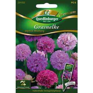 Grasnelke Joystick Mischung - Armeria pseudoarmeria - Samen