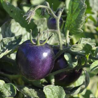 Tomate Indigo Rose - Lycopersicon esculentum - Tomatensamen