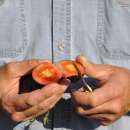 Tomate Indigo Rose - Lycopersicon esculentum - Tomatensamen